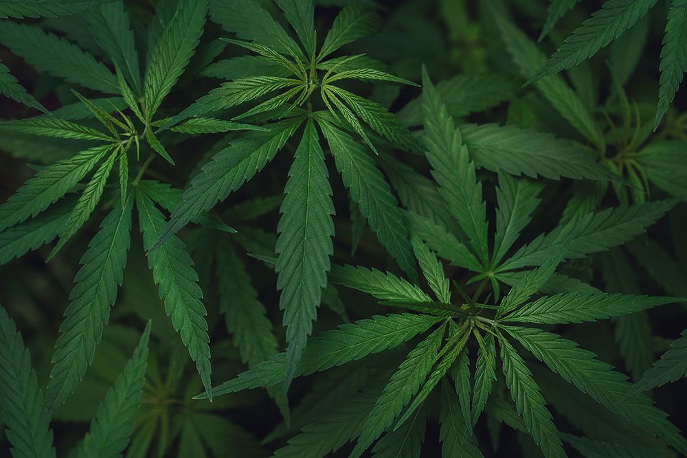Lush green cannabis plants with distinctive serrated leaves dominate the frame, viewed from above. There's no visible action or context beyond the dense foliage. There is no text in the image.
